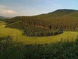 Jaworniki