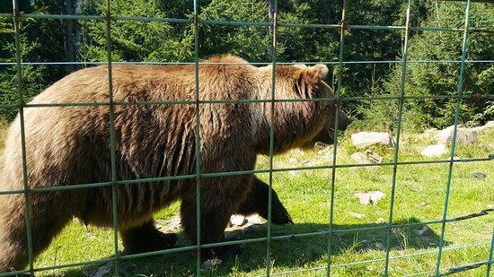 Bear rehabilitation center