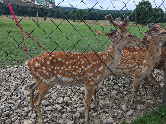 Lypcha Deer Farm