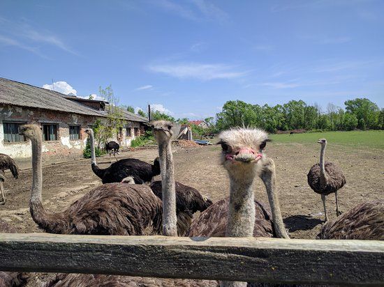 Khust Ostrich Farm
